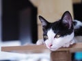 Portraits photo of a lovely cute young sweet crossbreed kitty white and black home cat portraits Royalty Free Stock Photo