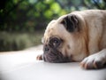 Portraits photo of a lovely white fat cute pug dog