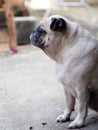 Portraits photo of a lovely white fat cute pug dog sitting outdoor on concrete floor