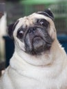 Portraits photo of a lovely white fat cute pug dog