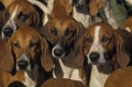 Portraits of Poitevin Dog Royalty Free Stock Photo