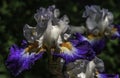 Portraits in Purple and White