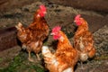 portraits of red hens laying hens Royalty Free Stock Photo