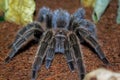 Portraits of rose hair tarantula, Chilean rose tarantula, Grammostola rosea Royalty Free Stock Photo