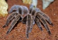 Portraits of rose hair tarantula, Chilean rose tarantula, Grammostola rosea Royalty Free Stock Photo