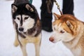 Portraits of sports Sled Husky dogs. Working mushing dogs of the North Royalty Free Stock Photo