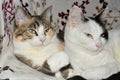 Two domestic house cats curled up together