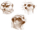 Portraits of three mongooses