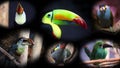 Portraits of Toucans, Collage - 4K Video