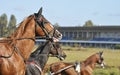 Portraits of trotter horses in motion on hippodrome Royalty Free Stock Photo