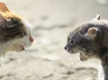 Portraits of two aggressive cats facing each other, hiss at eac Royalty Free Stock Photo