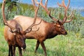Portraits of two large bull elks by water Royalty Free Stock Photo