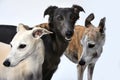 Portraits of three gracefully whippets Royalty Free Stock Photo