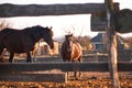 Portraits of young stallions at sunset on farm. Two beautiful brown thoroughbred horses stand behind wooden paddock and look with Royalty Free Stock Photo