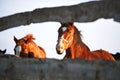 Portraits of young stallions at sunset on farm. Two beautiful brown thoroughbred horses stand behind wooden paddock and look with Royalty Free Stock Photo