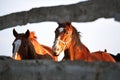 Portraits of young stallions at sunset on farm. Two beautiful brown thoroughbred horses stand behind wooden paddock and look with Royalty Free Stock Photo