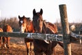 Portraits of young stallions at sunset on farm. Two beautiful brown thoroughbred horses stand behind wooden paddock and look with Royalty Free Stock Photo