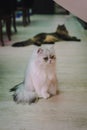 A portraiture of a cat in the cafe with soft light and soft focus. Relax and comfort