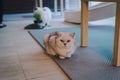 A portraiture of a cat in the cafe with soft light and soft focus. Relax and comfort