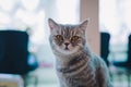 A portraiture of a cat in the cafe with soft light and soft focus. Relax and comfort