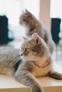 A portraiture of a cat in the cafe with soft light and soft focus. Relax and comfort