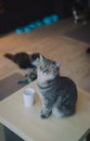 A portraiture of a cat in the cafe with soft light and soft focus. Relax and comfort Royalty Free Stock Photo