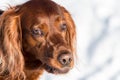Portraiture of cute dog with snow in Background