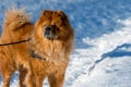 Portraiture of cute dog with snow in Background