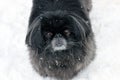 Portraiture of decorative black Pekingese at a winter walk Royalty Free Stock Photo