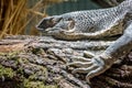 Portraiture of Lizzard sitting on a piece of wood Royalty Free Stock Photo