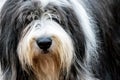 Portraiture of old english sheepdog