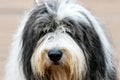 Portraiture of old english sheepdog