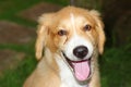 Portraiture of Purebred Retriever dog