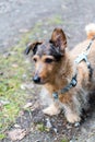 Portraiture of a small dog taking a walk