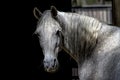 Portraiture of a white horse