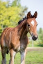 Portrat of cute small foal in summer pasture Royalty Free Stock Photo