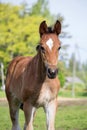 Portrat of cute small foal in summer pasture Royalty Free Stock Photo