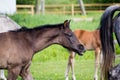 Portrat of cute small foal in summer pasture Royalty Free Stock Photo