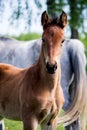 Portrat of cute small foal in summer pasture Royalty Free Stock Photo