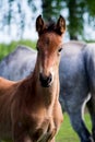 Portrat of cute small foal in summer pasture Royalty Free Stock Photo