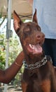 Portrat of doberman pincer Royalty Free Stock Photo