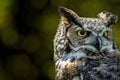 Portrat of the owl Royalty Free Stock Photo