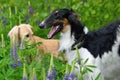 Portrate of borzoi dog