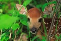 White-tailed deer fawn is hiding in the high grass in summer Royalty Free Stock Photo