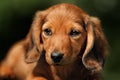 Portrate of red longhear dachshund