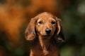 Portrate of red longhear dachshund