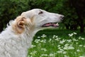 Portrate of russian borzoi