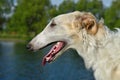 Portrate of russian borzoi