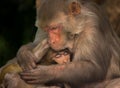 Portrati of a baby Rhesus Macaque Monkey in her mother arms so cute and adorable