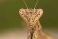 Portrati of a Mantis Royalty Free Stock Photo